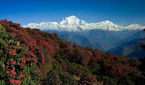 From Pokhara D N Ghorepani Poon Hill Trek