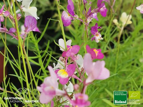 Marokko Leinkraut Linaria Maroccaria Bioland Bioland G Rtnerei