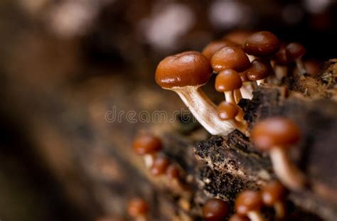 Mushrooms Growing on a Rotting Log Stock Photo - Image of fallen, nature: 277031514