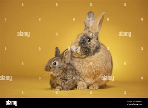 female rabbit  baby stock photo alamy