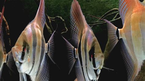 Pterophyllum Altum Orinoco My Amazing Underwater World Beautiful