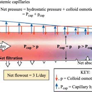 Fluid movement according to Starling's law | Download Scientific Diagram