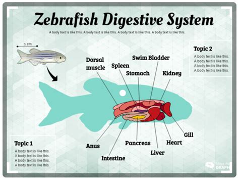 Urinary System Diseases Infographics To Understand By Mind The Graph