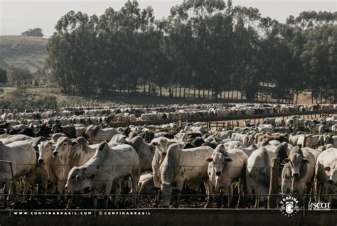 Confina Brasil Identifica Cuidado Especial A Alimenta O De Bovinos