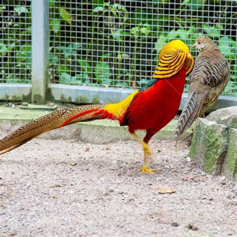 Buy Red Golden Pheasant Pair in Pakistan - Taj Birds