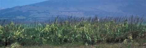 Hawaii Invasive Species Council | Giant Reed