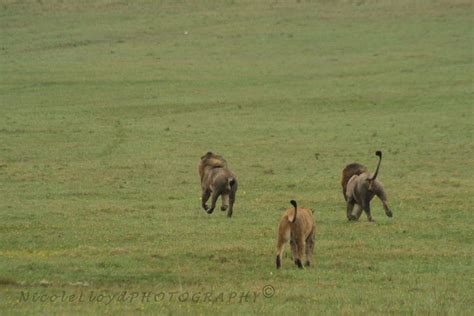 Nicoles Wildlife: A FIGHT BETWEEN 2 MALE LIONS