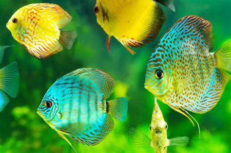 freshwater aquarium fish  sale australia  tropical coldwater