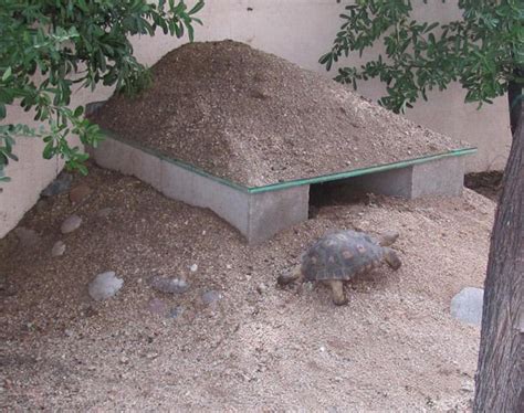 Torthouse Tortoise House Tortoise Habitat Tortoise Care