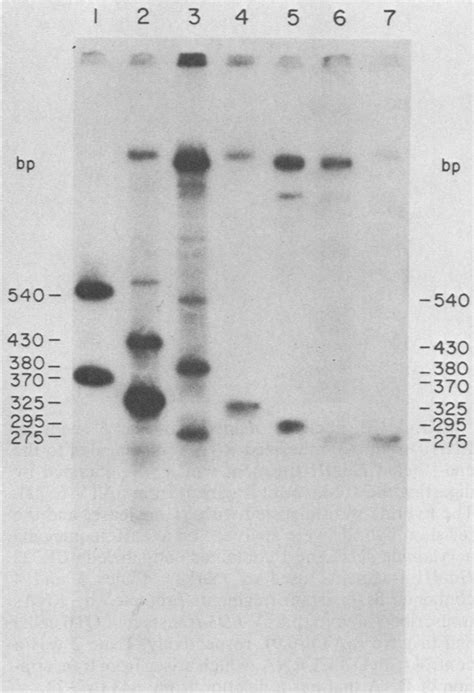 S1 Nuclease Mapping Of The 5 Ends Of Rna In Vitro Synthesized Rna Was Download Scientific