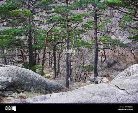 Seoraksan Forest Hi Res Stock Photography And Images Alamy