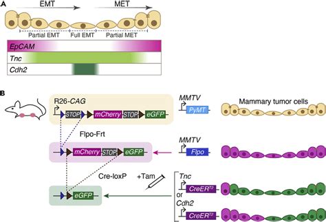 Dual Recombinase Lineage Tracing Of Partial And Full Emt During