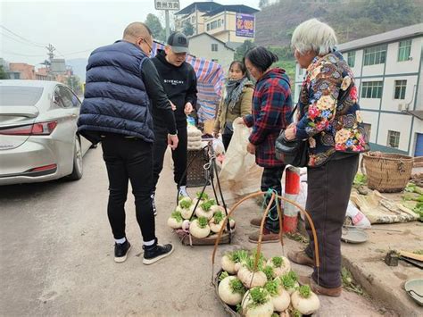 綦江区赶水镇：萝卜甜 生活更甜萝卜村民产业新浪新闻