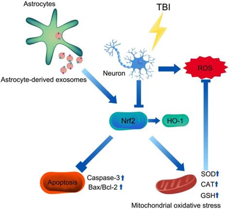 Mechanism Of As Exos Alleviating Tbi Induced Neuropathology