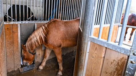 Écurie Active Au Haras De L’étoile Près De Rouen Les Chevaux Vivent En Liberté Et ça Marche