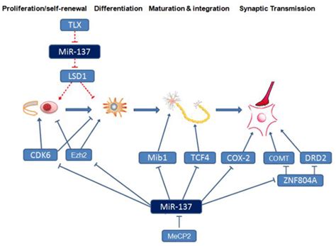 The Role Of Gene Regulatory Networks Of Mir 137 In Neurogenesis And