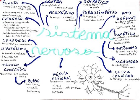 Mapas Mentais Sobre Neuronios Study Maps