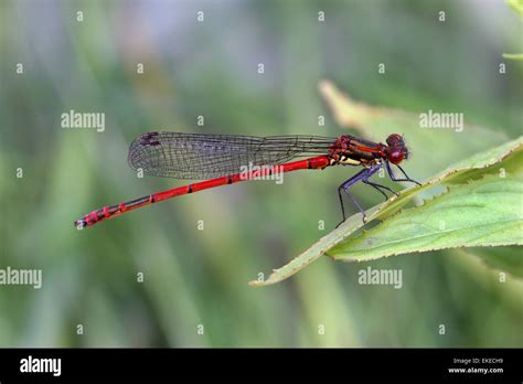 Large Red Damselfly Pyrrhosoma Nymphula Stock Photo Alamy