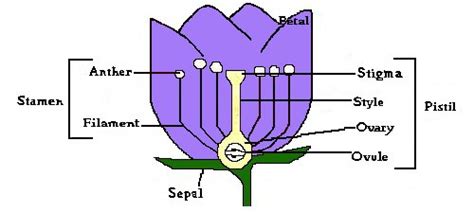 What Is The Importance Of Stamen In A Flower Best Flower Site