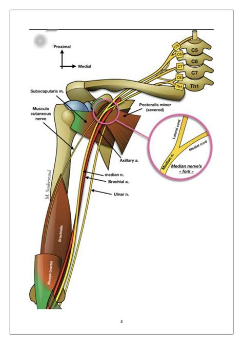 SOLUTION: MEDIAN NERVE ANATOMY - Studypool