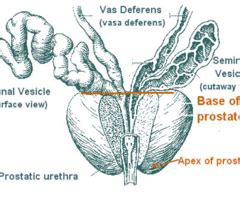 Prostate Flashcards Quizlet