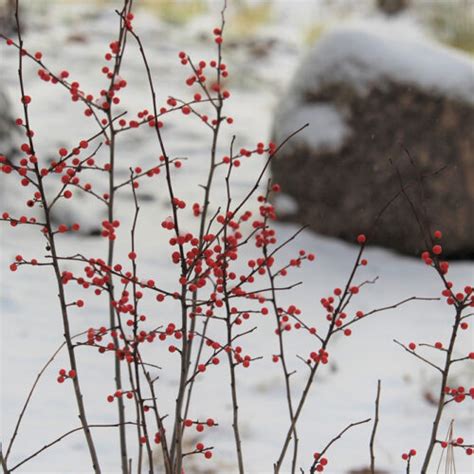 Winterberry - Groundwork Illinois