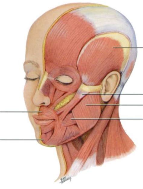 Major Muscles Of Mastication Diagram Quizlet