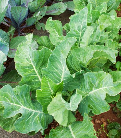 Earthcare Seeds Collard Greens Georgia Southern Seeds Brassica