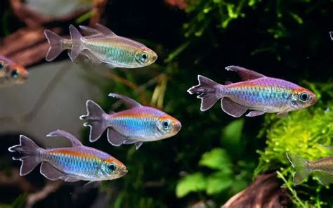 How Many Congo Tetras Should Be Kept Together Ideal Number