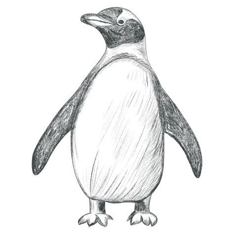 Hand drawn penguin. Pencil sketch. Monochrome penguin 45905733 PNG