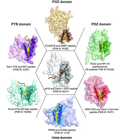 Peptide Binding Groove Of Various Structural Domains Involved In