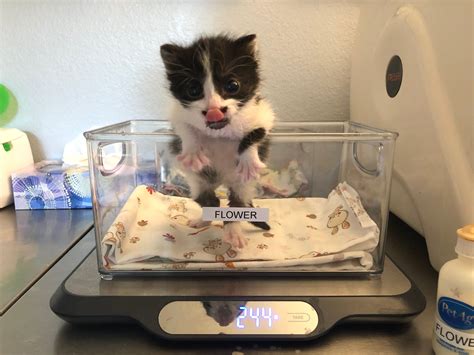 Weighing Kittens — Kitten Lady