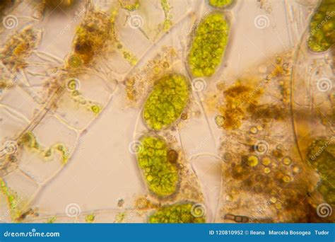 Pond Water Plankton and Algae at the Microscope. Spirogyra Stock Photo ...