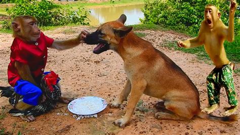 Are You Hungry Sokyaa Not Feeding Rank Very Well Best Animal Youtube