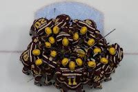 Minnesota Golden Gophers: 2010-2011 Minnesota Gopher Hockey Schedule ...