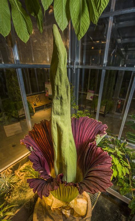 Corpse Flower Blooms at Denver Botanic Garden