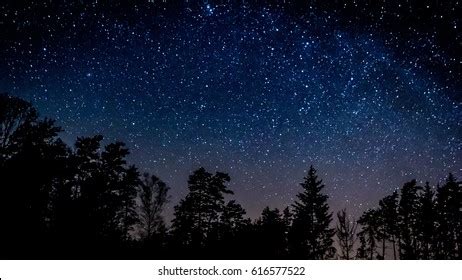 Landscape Photography Forest Night