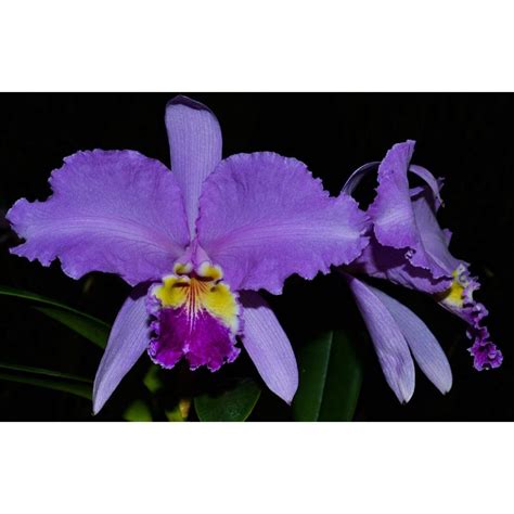 Orquídea Cattleya Lueddemanniana Coerulia Mariauxi X Semi Alba Carnea