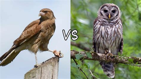 Hawk Vs Owl Differences And Similarities Of Two Fierce Predators