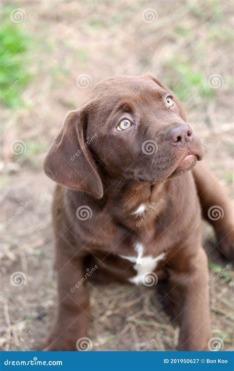 Chocolate Labrador Retriever Mix Puppy With A Sad Face Stock Image