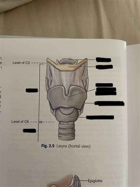 Larynx Labeling Diagram Quizlet