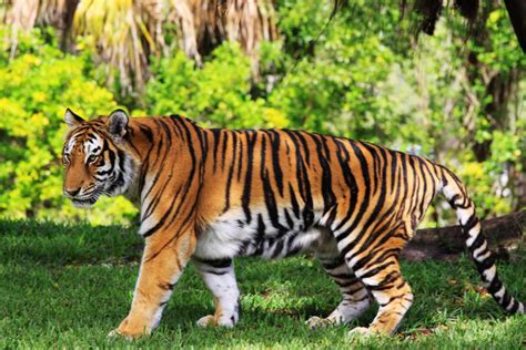 Bandipur Tiger Reserve And National Park (August 2021) Timings,Tickets,reviews,Tips,Contact ...