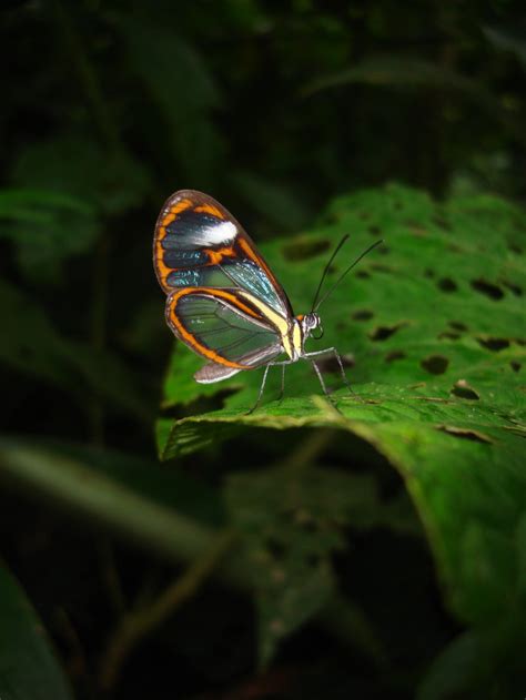 Diversity in butterfly mimicry maintained by predator distribution