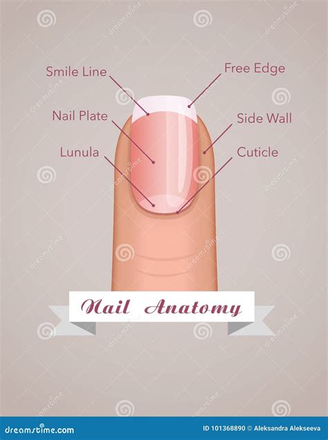 Structure And Anatomy Of Human Nail Vector Stock Vector Illustration