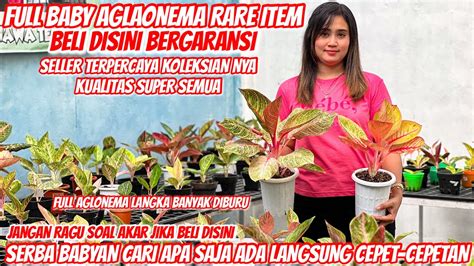 GEMBONG NYA BABY AGLAONEMA KOLEKSIAN RARE ITEM MAGELANG YouTube