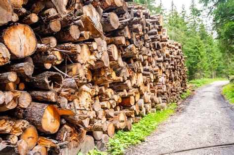 Toras De Madeira Empilhadas Uma Estrada Lamacenta Na Floresta