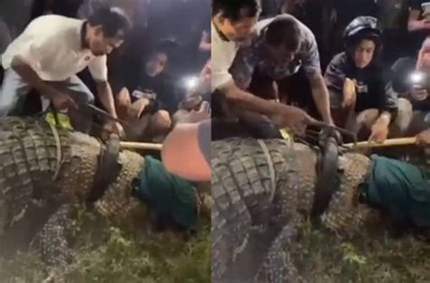 Buaya Viral Berkalung Ban Di Sungai Palu Akhirnya Tertangkap Warga