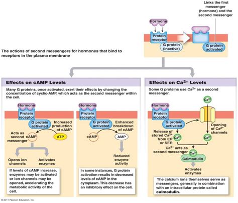 simple endocrine system diagram to label - ModernHeal.com