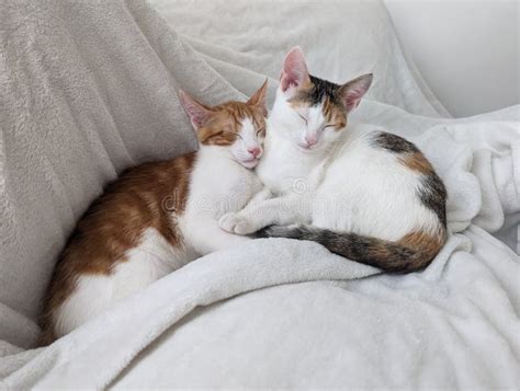 Two Cute Cats Cuddling And Sleeping On Blanket Stock Photo Image Of