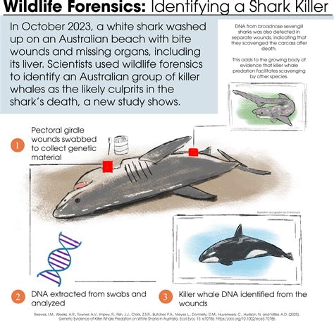 Orca White Shark Footage Shows Killer Whale Hunting And Killing A